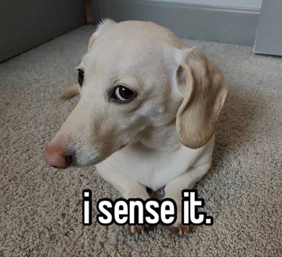 Macro image of a dog with the caption 'I sense it'.